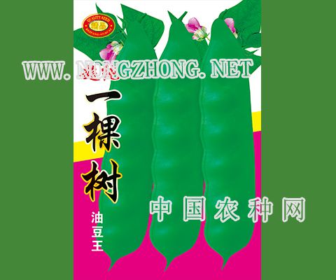 超纯一棵树油豆王